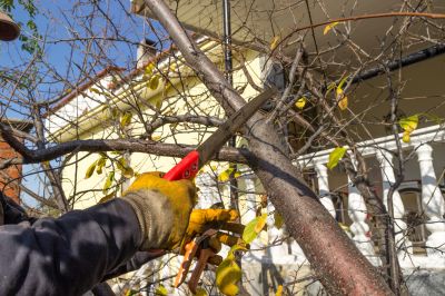 Storm Damage Pruning