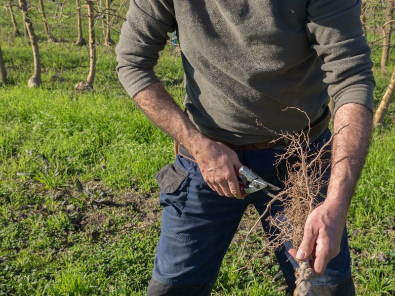 Young Tree Trimming