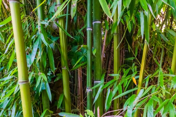 Cost of Bamboo Trimming in Fargo