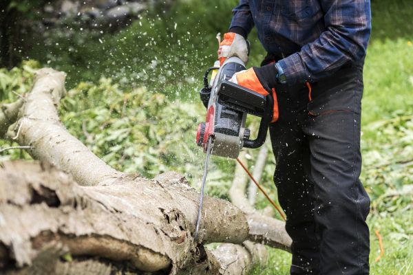Cost of Branch Removal Service in Fargo