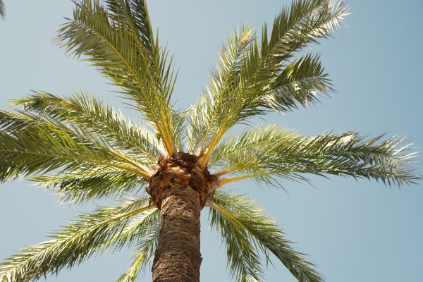Palm Tree Pruning in Fargo