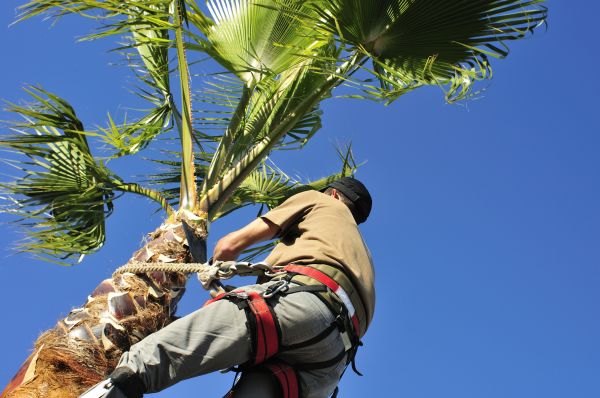 Palm Tree Trimming in Fargo