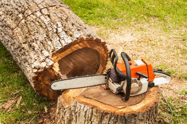 Tree Cutting Service in Fargo