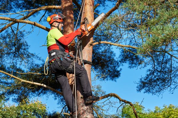 Tree Service in Fargo