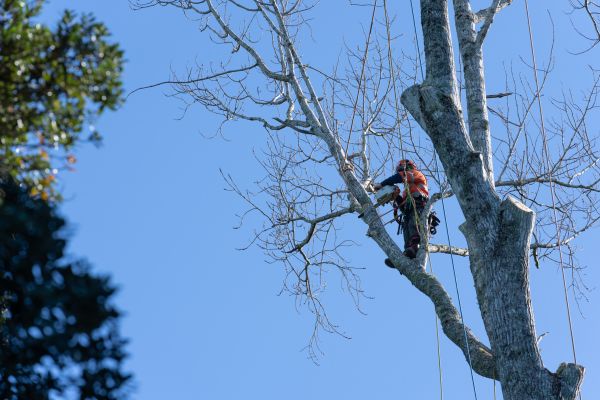 Cost of Tree Topping Service in Fargo