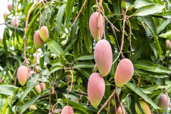 Cost of Mango Tree Trimming in Fargo