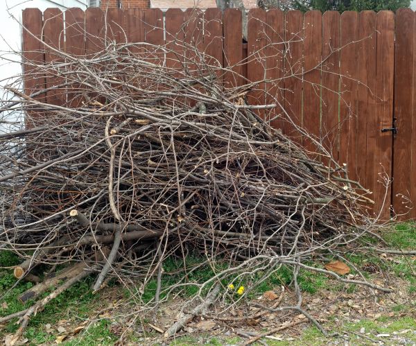 Cost of Dead Branch Removal in Fargo