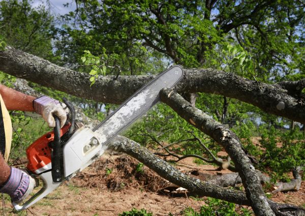 Cost of Tree Branch Cutting in Fargo