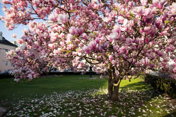 Cost of Ornamental Tree Pruning in Fargo