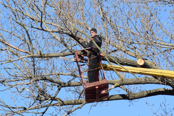 Cost of Emergency Tree Trimming in Fargo
