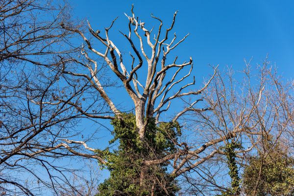 Cost of Deadwood Removal in Fargo