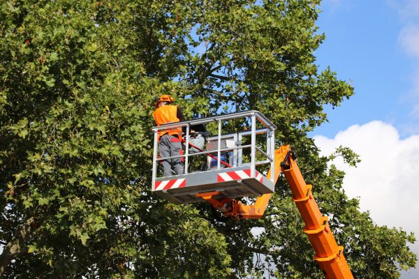 Commercial Tree Service in Fargo