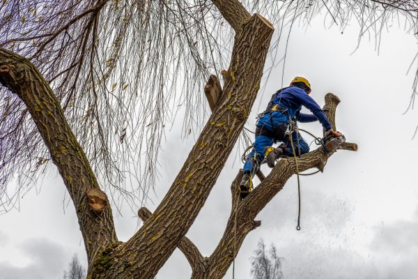 Cost of Tree Maintenance Service in Fargo
