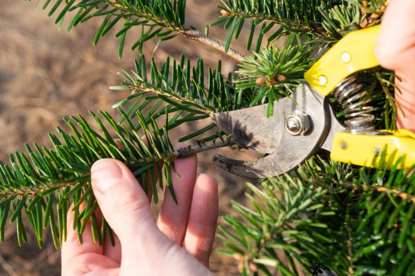 Pine Tree Pruning in Fargo