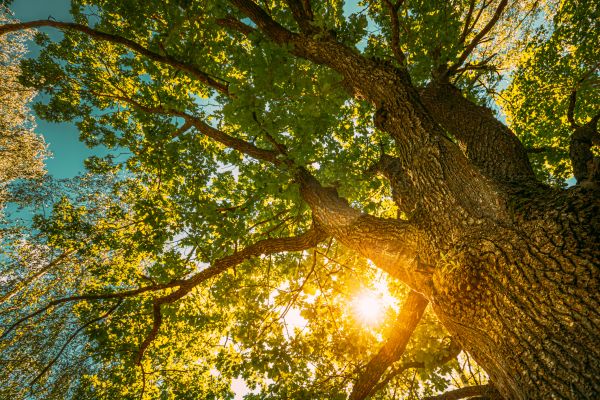 Cost of Oak Tree Pruning in Fargo