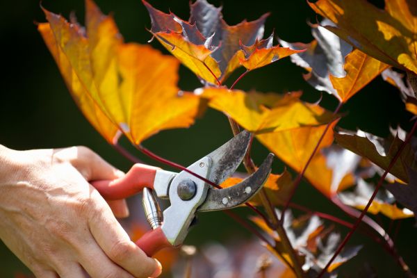 Cost of Maple Tree Pruning in Fargo