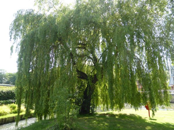 Cost of Willow Tree Trimming in Fargo