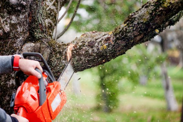 Cost of Tree Limbs Removal in Fargo