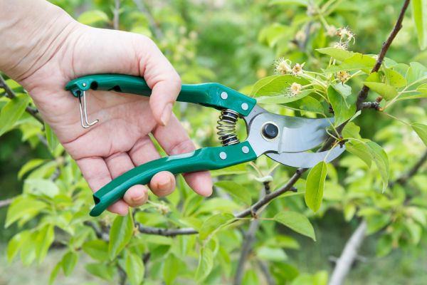 Cost of Pear Tree Pruning in Fargo