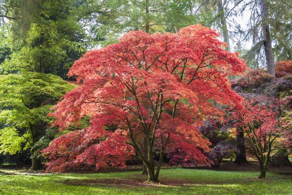 Japanese Maple Pruning in Fargo