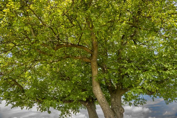 Cost of Walnut Tree Trimming in Fargo