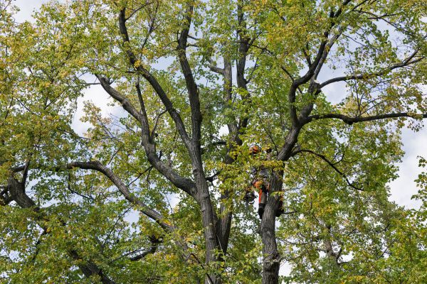 Cost of Tree Crown Shaping in Fargo