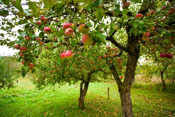 Cost of Apple Tree Pruning in Fargo