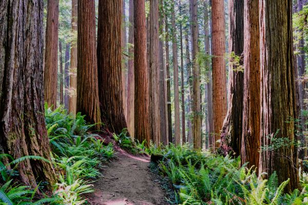 Cost of Redwood Tree Trimming in Fargo