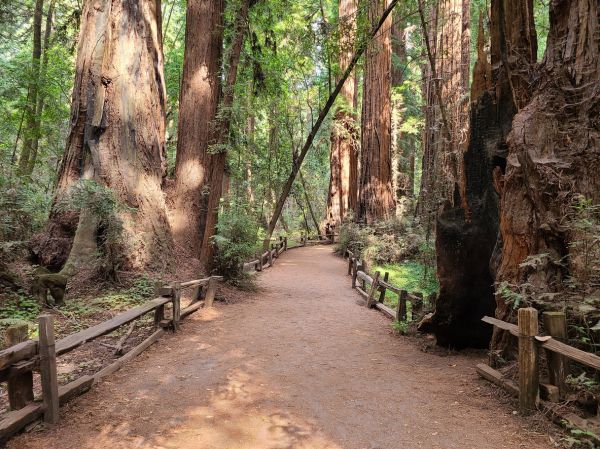 Cost of Redwood Tree Pruning in Fargo