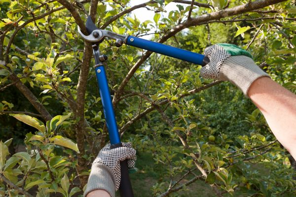 Cost of Residential Tree Pruning in Fargo