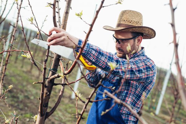 Cost of Orchard Tree Pruning in Fargo