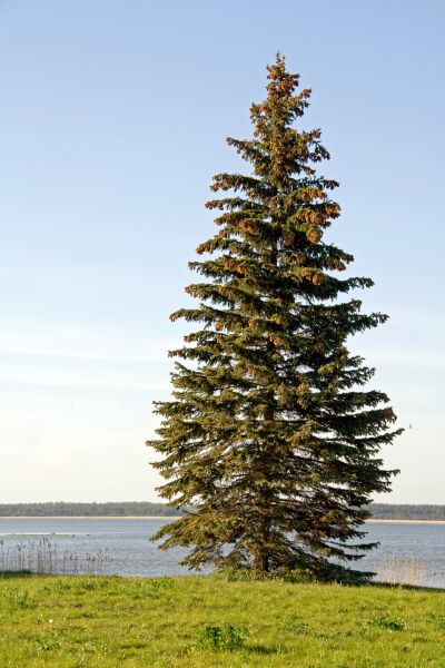 Cost of Spruce Tree Pruning in Fargo