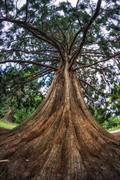 Cost of Cedar Tree Pruning in Fargo