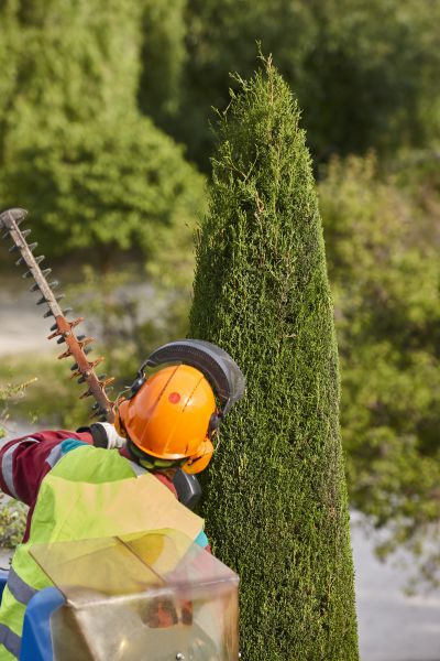 Cost of Cypress Tree Trimming in Fargo