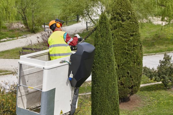 Cost of Cypress Tree Pruning in Fargo