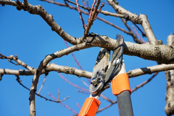 Peach Tree Trimming in Fargo