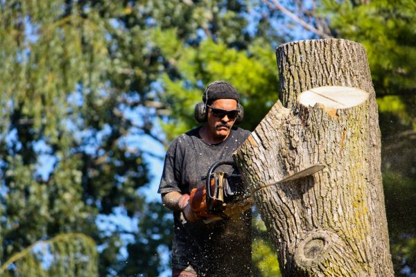 Cost of Ash Tree Pruning in Fargo