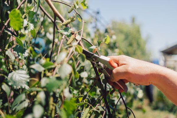 Cost of Birch Tree Pruning in Fargo