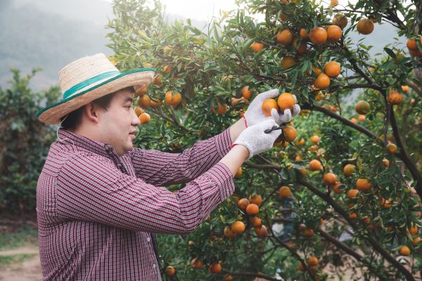 Cost of Orange Tree Pruning in Fargo