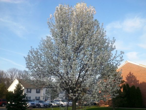 Cost of Bradford Pear Tree Pruning in Fargo