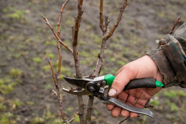 Cost of Pear Trees Pruning in Fargo