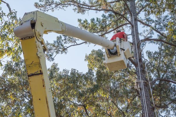 Cost of Limbs Trimming in Fargo