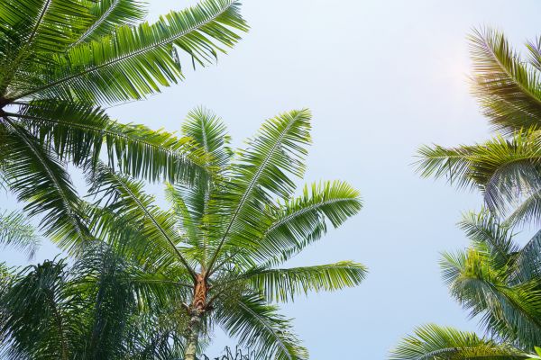Cost of Queen Palm Tree Trimming in Fargo