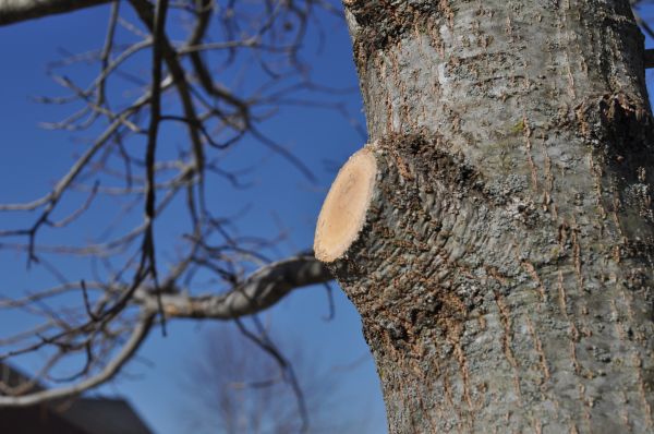 Cost of Limb Pruning in Fargo