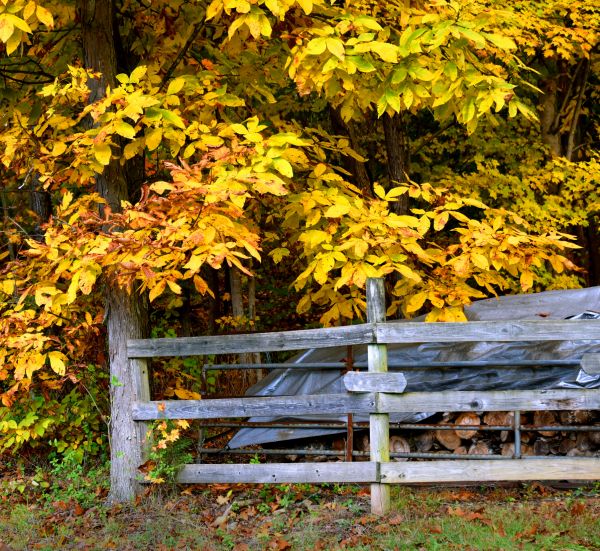 Cost of Hickory Tree Pruning in Fargo
