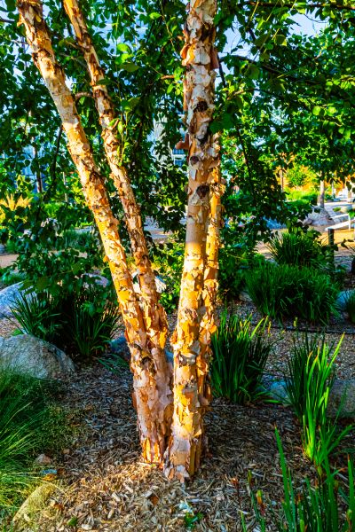 Cost of River Birch Trimming in Fargo