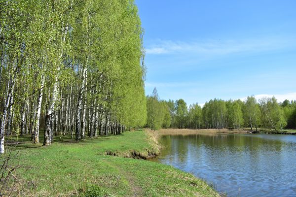 Cost of River Birch Pruning in Fargo