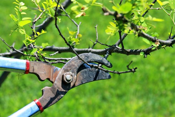 Cost of Branches Pruning in Fargo