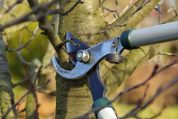Cost of Tree Limb Trimming Service in Fargo