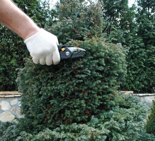 Cost of Ornamental Tree Trimming in Fargo
